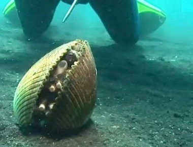 Εσείς μπορείτε να βρείτε τι κρύβεται μέσα στο κοχύλι; (βίντεο)